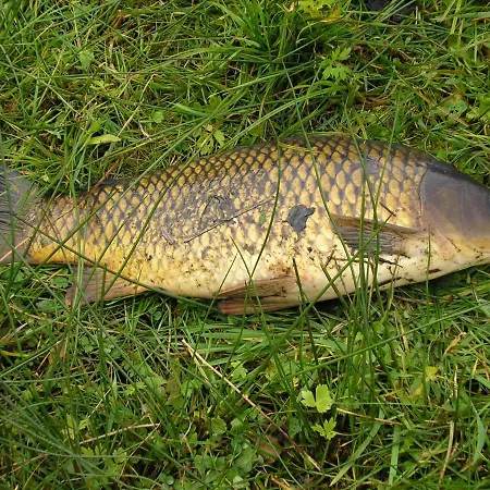Rybářská 3*